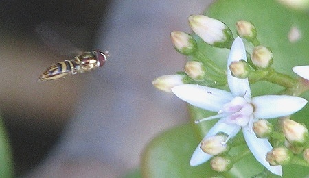 Syrphid Fly