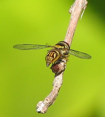 Syrphid Fly