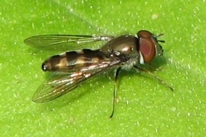 Syrphid Fly