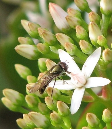 Syrphid Fly