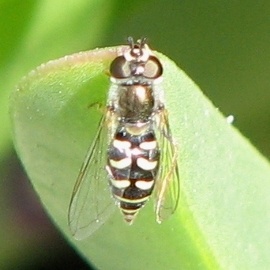 Syrphid Fly