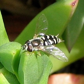 Syrphid Fly