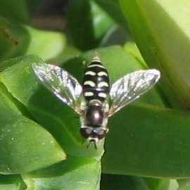 Syrphid Fly