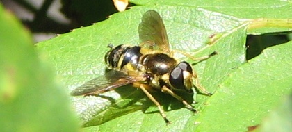 Syrphid Fly