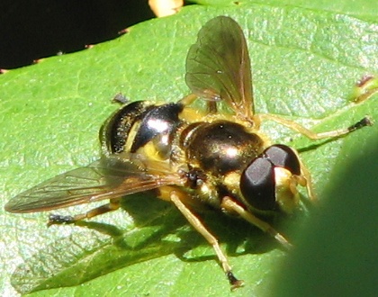 Syrphid Fly