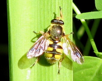 Syrphid Fly