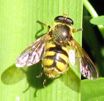 Syrphid Fly