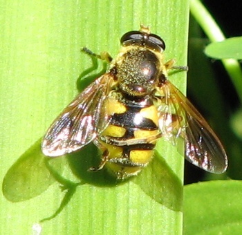 Syrphid Fly