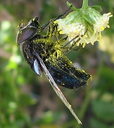 Syrphid Fly