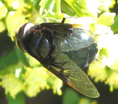 Syrphid Fly