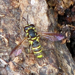 Syrphid Fly