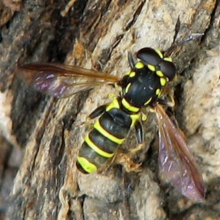 Syrphid Fly