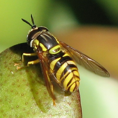 Syrphid Fly