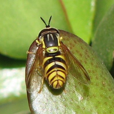 Syrphid Fly