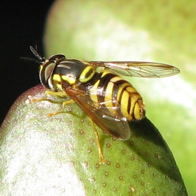 Syrphid Fly