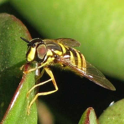 Syrphid Fly