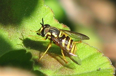 Syrphid Fly