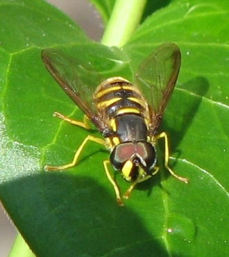 Syrphid Fly