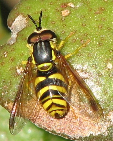 Syrphid Fly