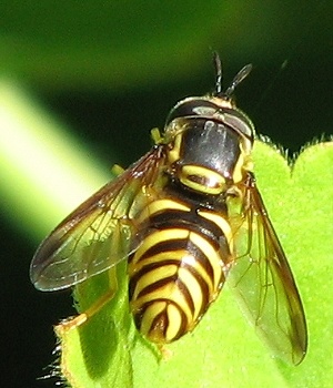 Syrphid Fly