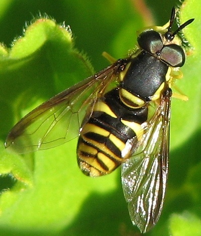 Syrphid Fly