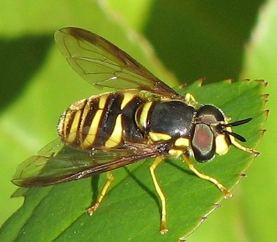 Syrphid Fly