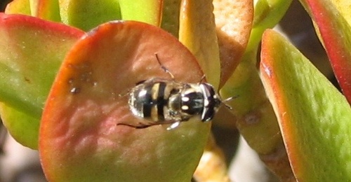 Syrphid Fly