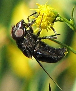 Syrphid Fly