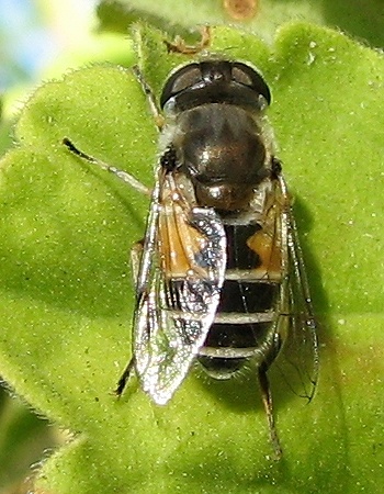 Syrphid Fly