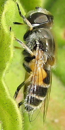 Syrphid Fly