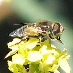 Syrphid Fly