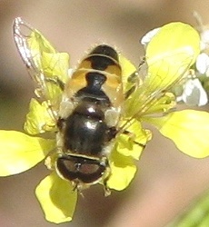 Syrphid Fly