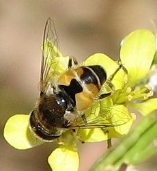 Syrphid Fly