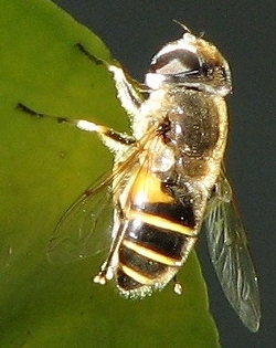 Syrphid Fly