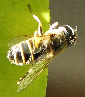 Syrphid Fly