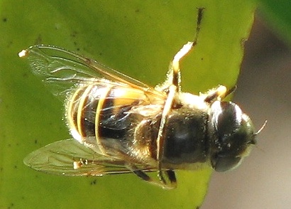 Syrphid Fly