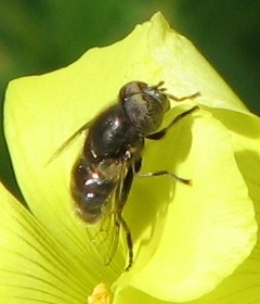 Syrphid Fly