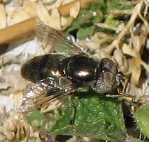 Syrphid Fly