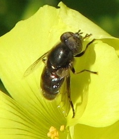 Syrphid Fly