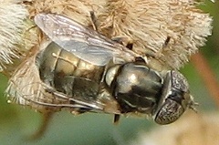 Syrphid Fly