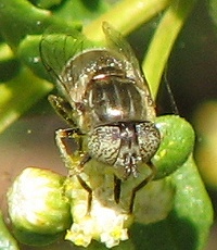 Syrphid Fly