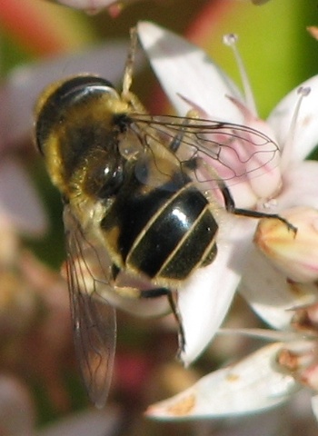 Syrphid Fly