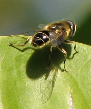 Syrphid Fly