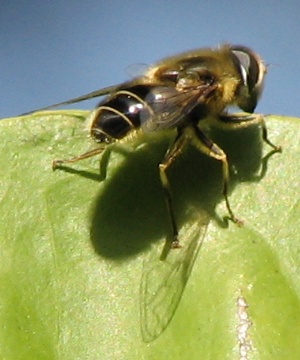 Syrphid Fly