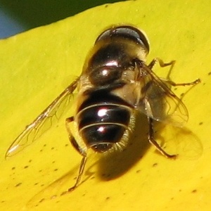 Syrphid Fly