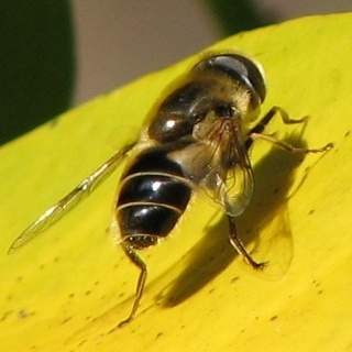 Syrphid Fly