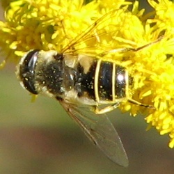 Syrphid Fly