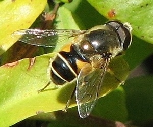 Syrphid Fly