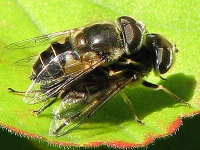 Syrphid Fly