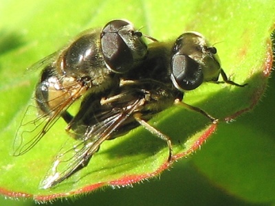 Syrphid Fly